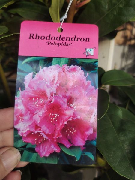 RHODODENDRON