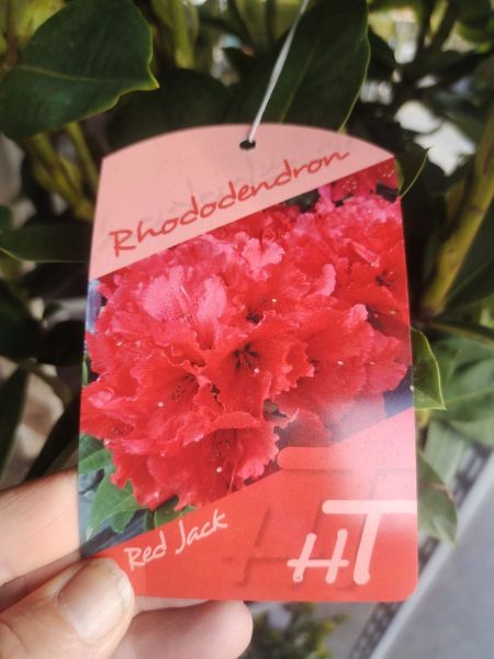 RHODODENDRON