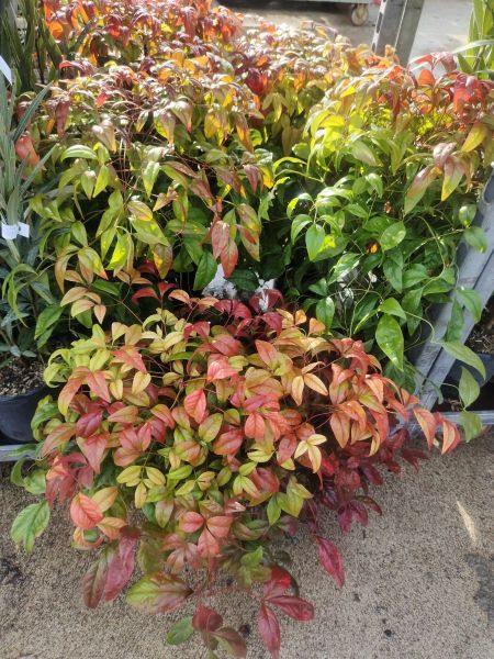 NANDINA FIRE POWER