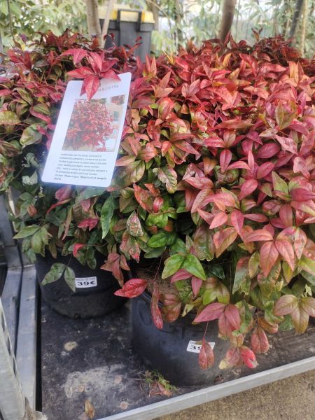 NANDINA BLUSH PINK