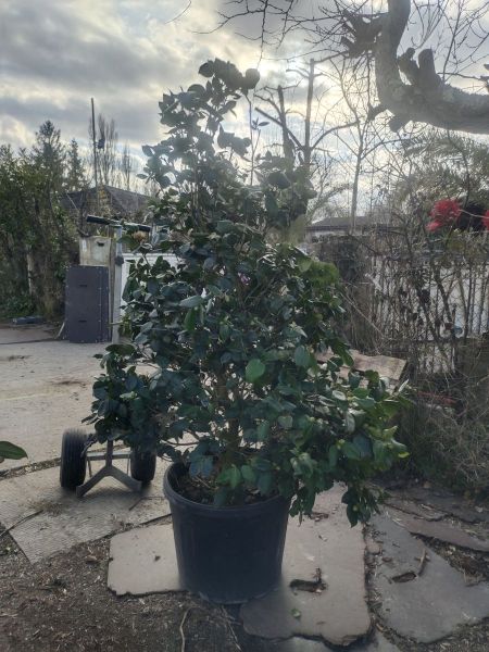 CAMELIA XXL GRANDE TAILLE