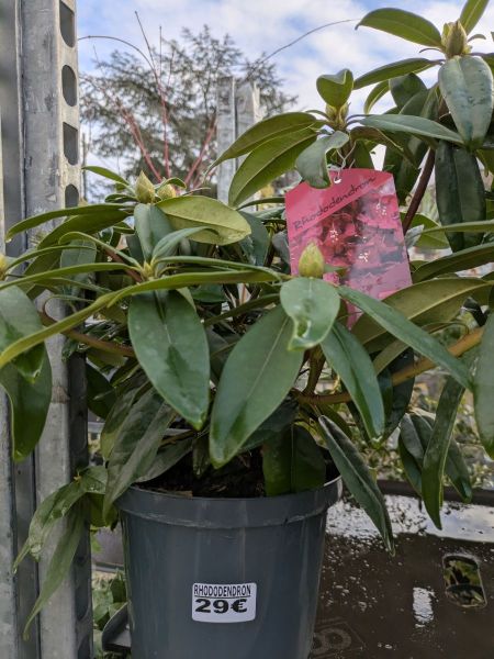 RHODODENDRON