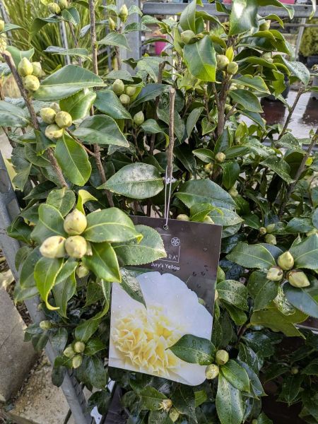 CAMELIA EXXTRA