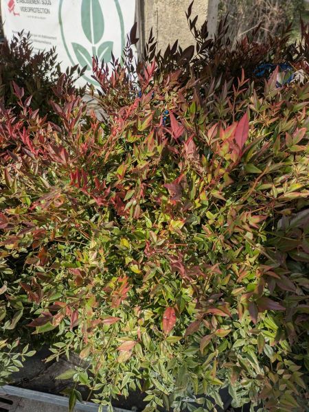 NANDINA GULF STREAM