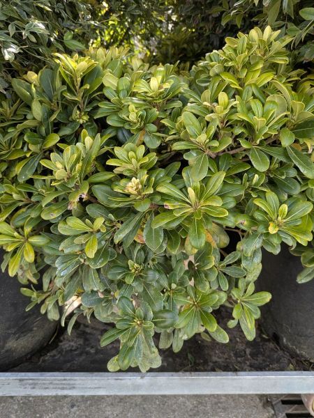 PITTOSPORUM TOBIRA NANA XL