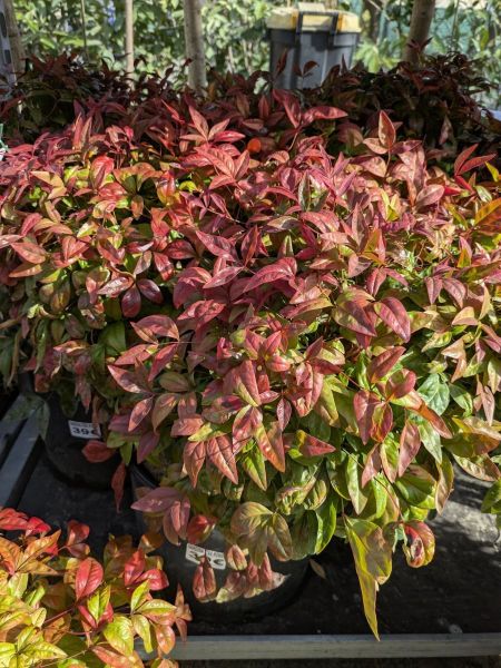 NANDINA FIRE POWER