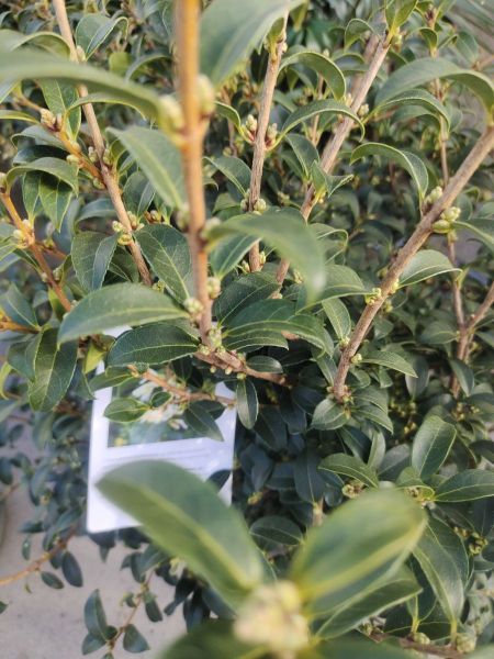 OSMANTHUS