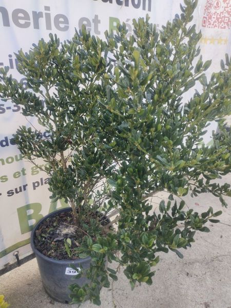 CEANOTHE BUISSON XL