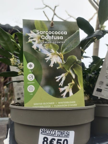 SARCOCOCCA CONFUSA