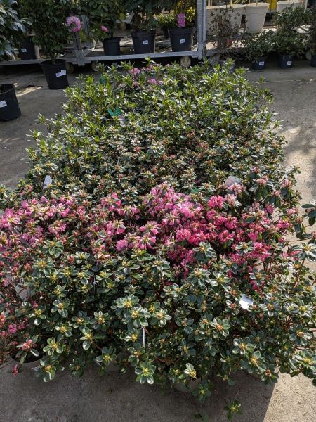 AZALEA JAPONICA EXXTRA