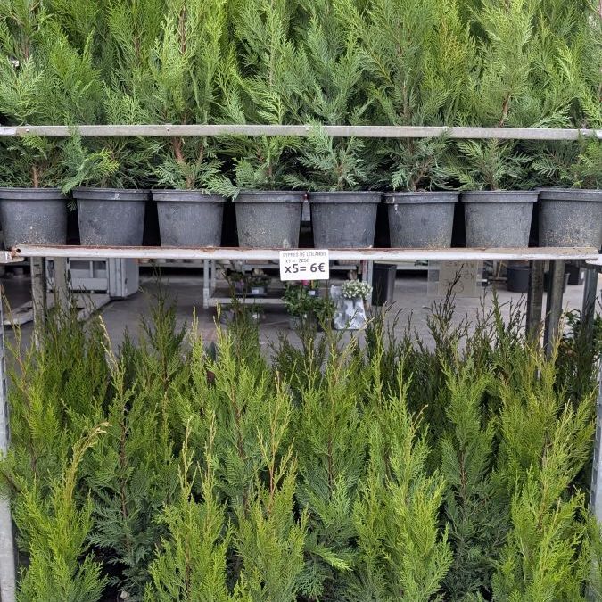 CYPRES-DE-LEILANDII-HAIE  Par 5 = 6€/ unité 7€50