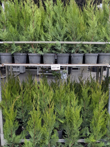 CYPRES-DE-LEILANDII-HAIE Par 5 = 6€/ unité 7€50 CYPRES-DE-LEILANDII-HAIE Par 5 = 6€/ unité 7€50