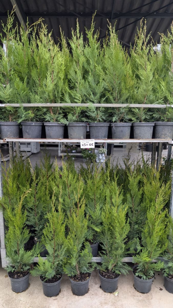 CYPRES-DE-LEILANDII-HAIE  Par 5 = 6€/ unité 7€50