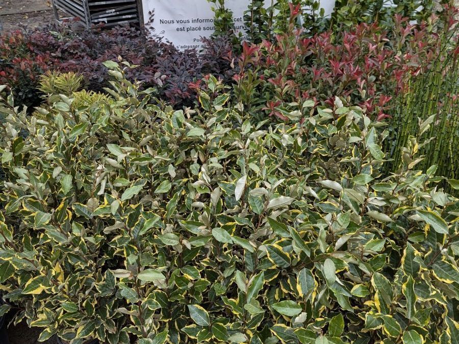 ELEAGNUS-VIVELEG   80/100     12€50