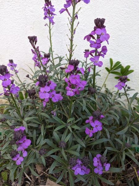 ERYSIUM   4€50