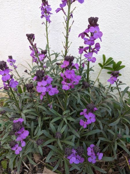 ERYSIUM   4€50