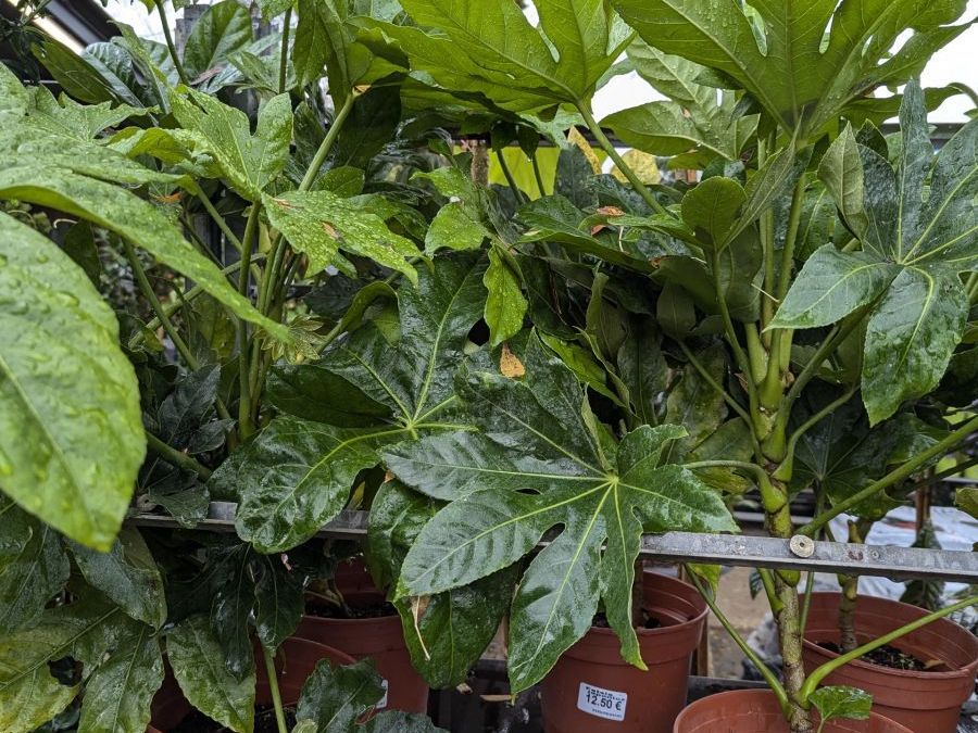 FATSIA-JAPONICA   19€50