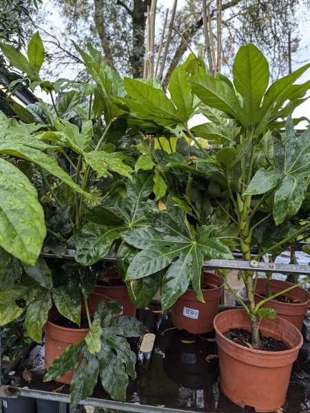FATSIA-JAPONICA   19€50