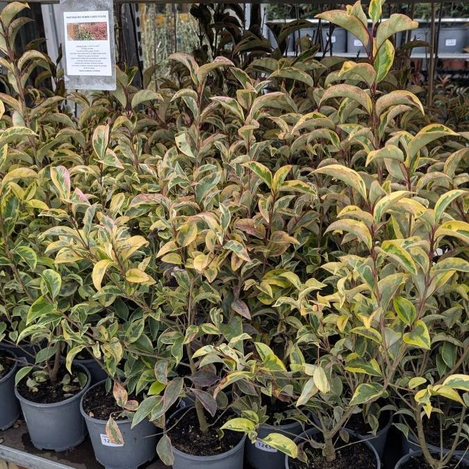 LIGUSTRUM-TROENE-TRICOLORE 12€50