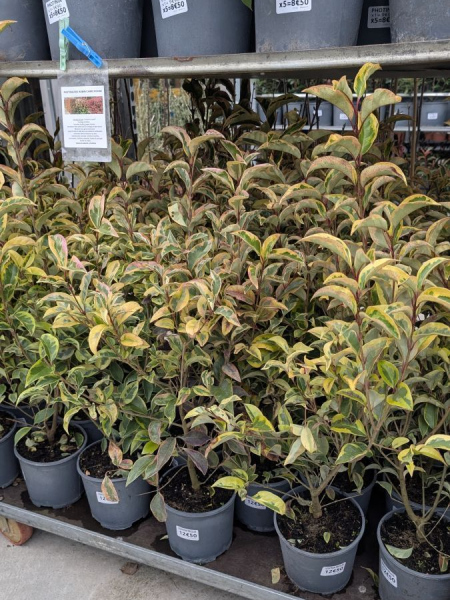 LIGUSTRUM-TROENE-TRICOLORE 12€50 LIGUSTRUM-TROENE-TRICOLORE 12€50