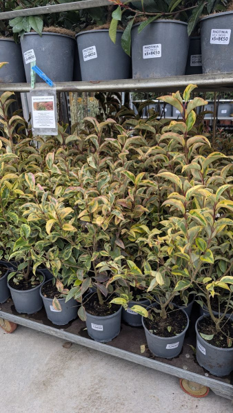 LIGUSTRUM-TROENE-TRICOLORE 12€50