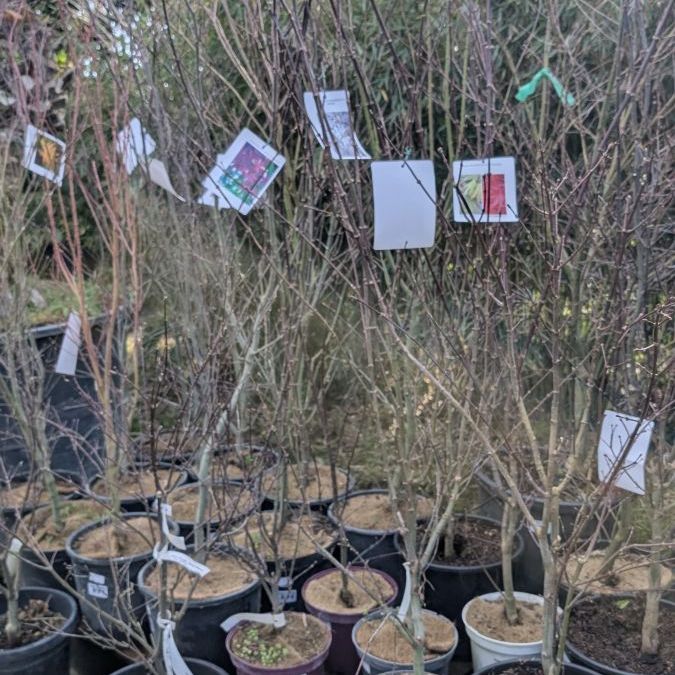 ACER-PALMATUM-DIVERS