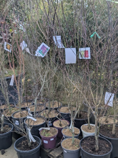 ACER-PALMATUM-DIVERS ACER-PALMATUM-DIVERS