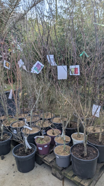 ACER-PALMATUM-DIVERS