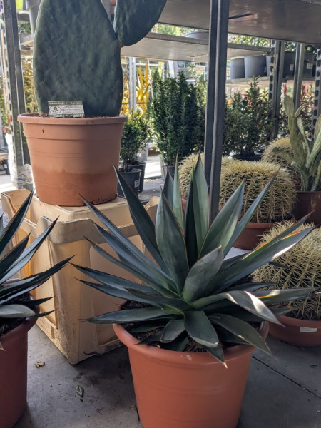 AGAVE-SHAKA-ZULU AGAVE-SHAKA-ZULU