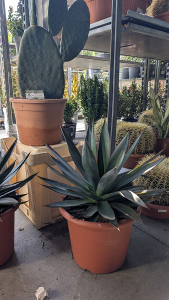 AGAVE-SHAKA-ZULU