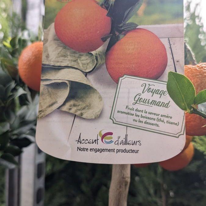 AGRUME-MANDARINIER-CHINOIS