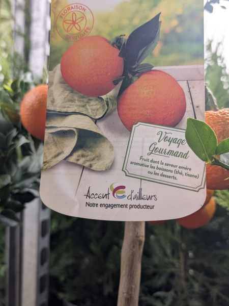 AGRUME-MANDARINIER-CHINOIS AGRUME-MANDARINIER-CHINOIS