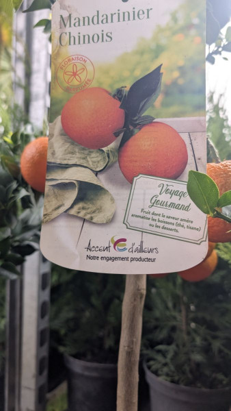 AGRUME-MANDARINIER-CHINOIS