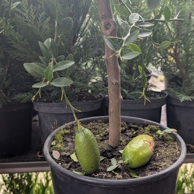 AGRUMES-CITRON-CAVIAR