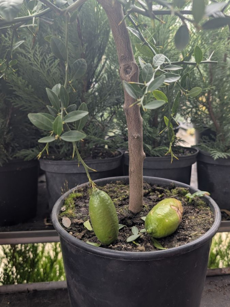 AGRUMES-CITRON-CAVIAR AGRUMES-CITRON-CAVIAR