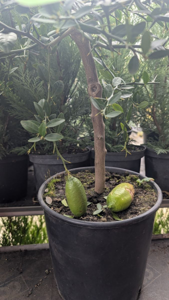 AGRUMES-CITRON-CAVIAR