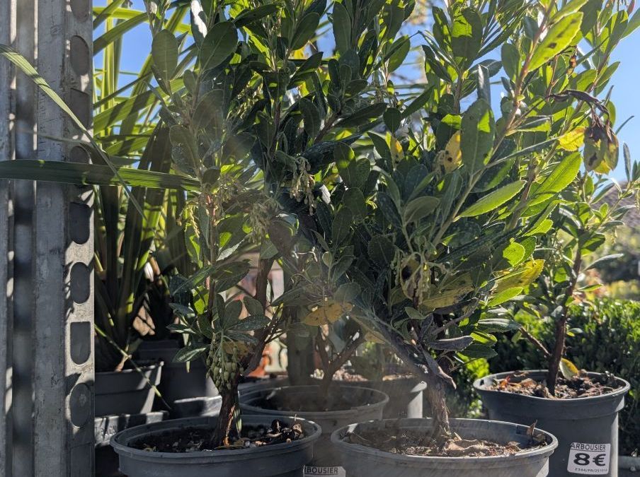 ARBOUSIER-ARBUSTUS-UNEDO