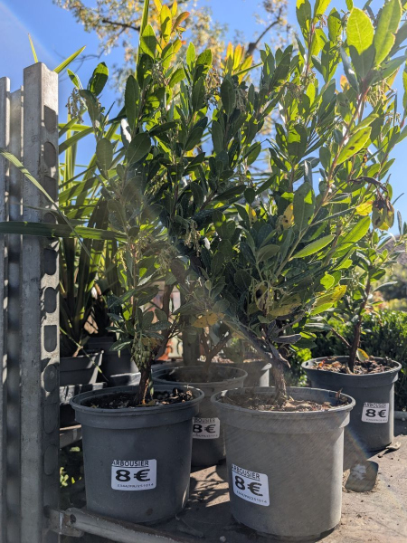 ARBOUSIER-ARBUSTUS-UNEDO ARBOUSIER-ARBUSTUS-UNEDO