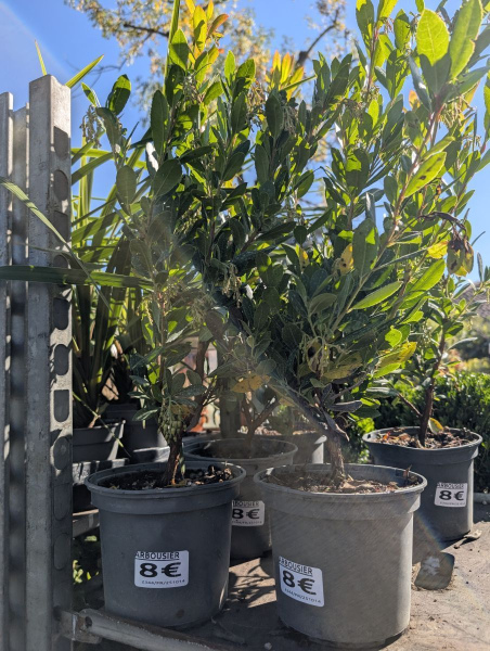 ARBOUSIER-ARBUSTUS-UNEDO