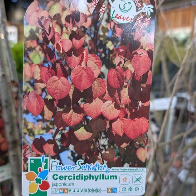 ARBRE-A-CARAMEL- 89€