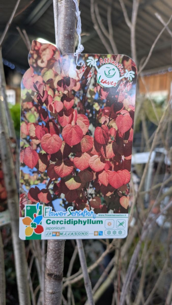 ARBRE-A-CARAMEL- 89€