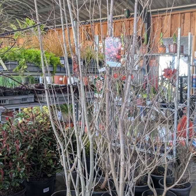 ARBRE-A-CARAMEL- 89€