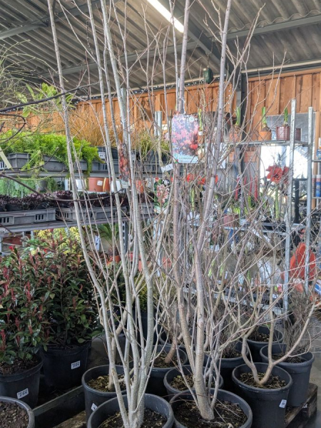 ARBRE-A-CARAMEL- 89€ ARBRE-A-CARAMEL- 89€