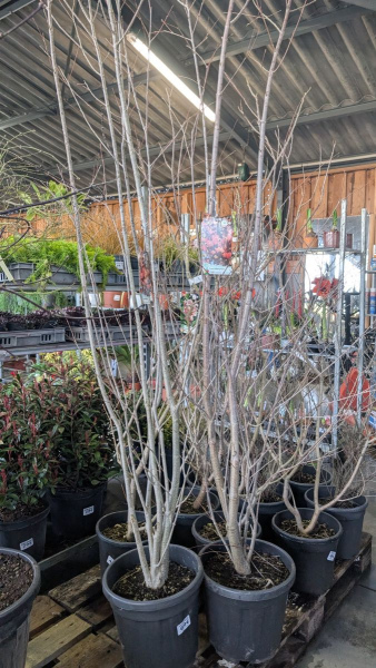 ARBRE-A-CARAMEL- 89€