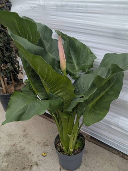 ARUM-FLAMENGO ARUM-FLAMENGO