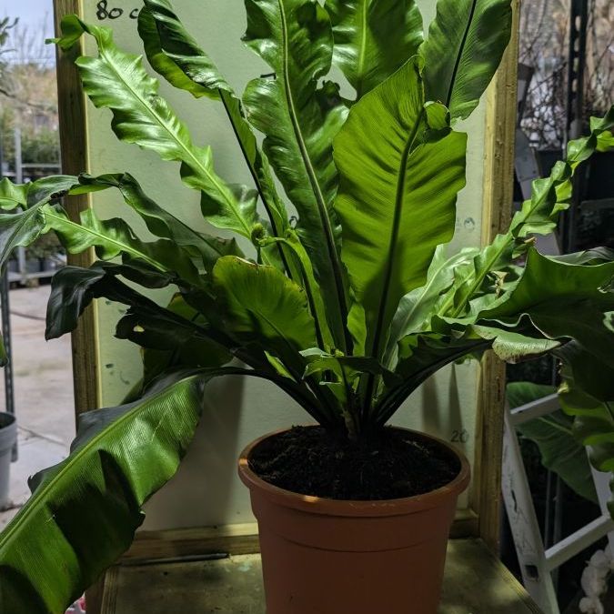 ASPLENIUM-NIDUS- XL 90cm à 39€
