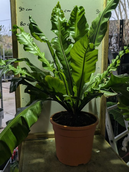 ASPLENIUM-NIDUS- XL 90cm à 39€ ASPLENIUM-NIDUS- XL 90cm à 39€