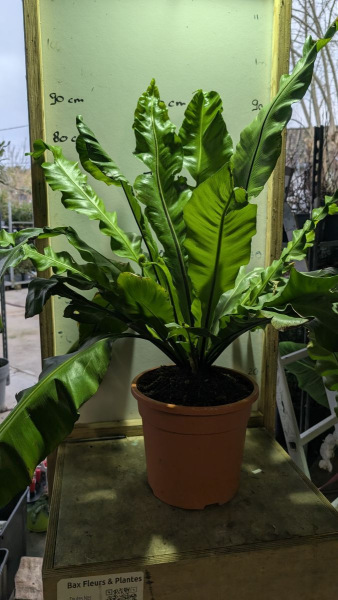 ASPLENIUM-NIDUS- XL 90cm à 39€