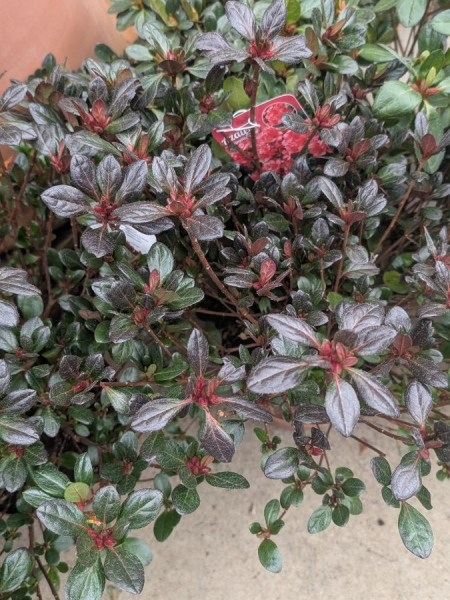 AZALEA-JAPONICA AZALEA-JAPONICA