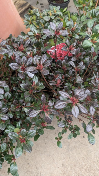 AZALEA-JAPONICA
